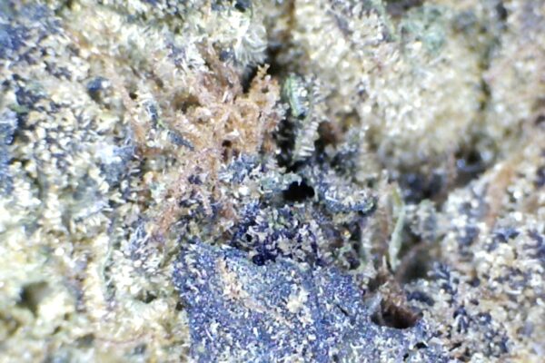 Purple Space Cream by Humboldt Farms - Image 7